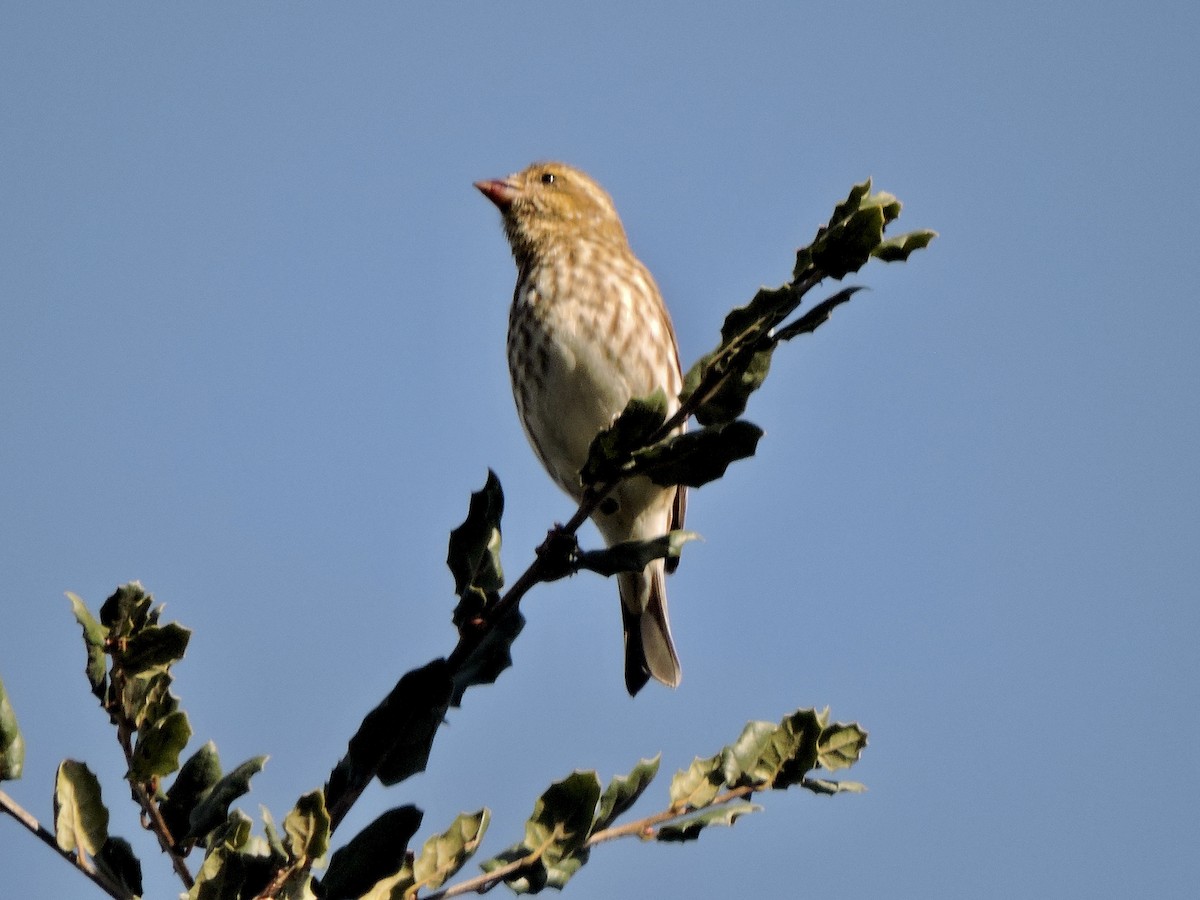Purple Finch (Western) - ML632113324