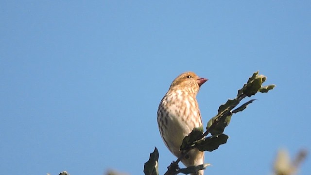 Purple Finch (Western) - ML632113359