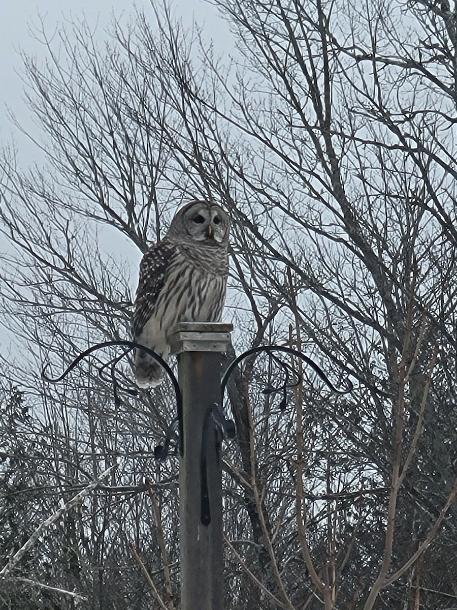 Barred Owl - ML632113665
