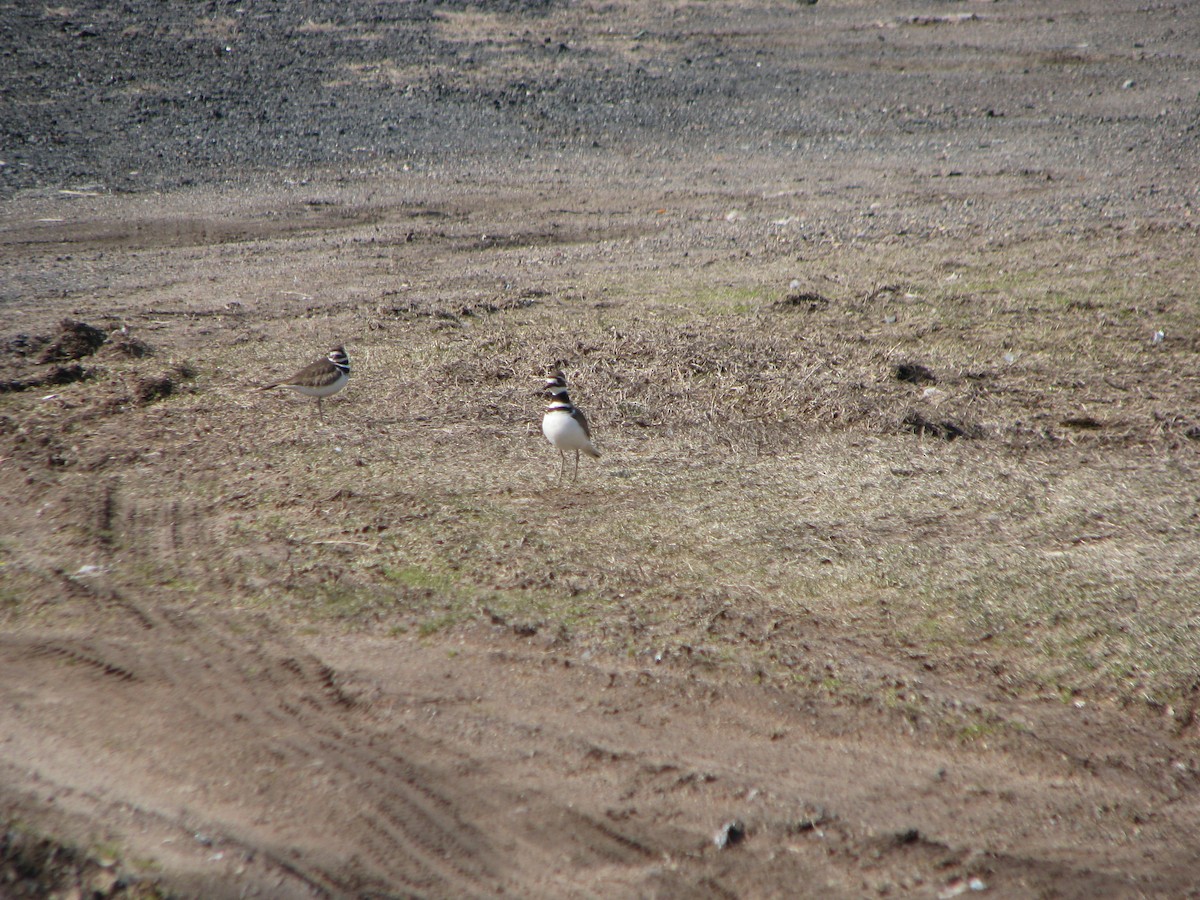 Killdeer - ML632113673