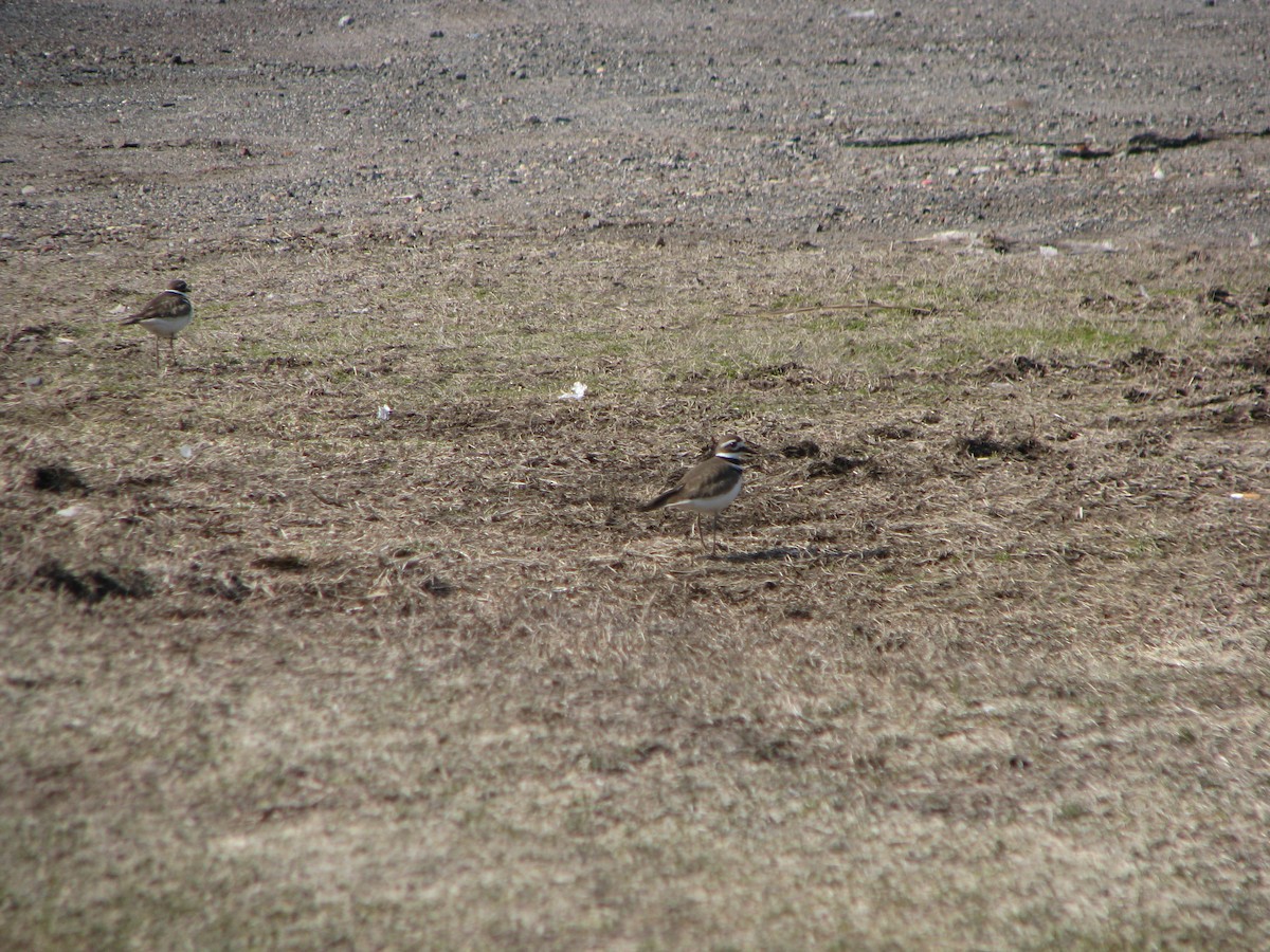 Killdeer - ML632113674