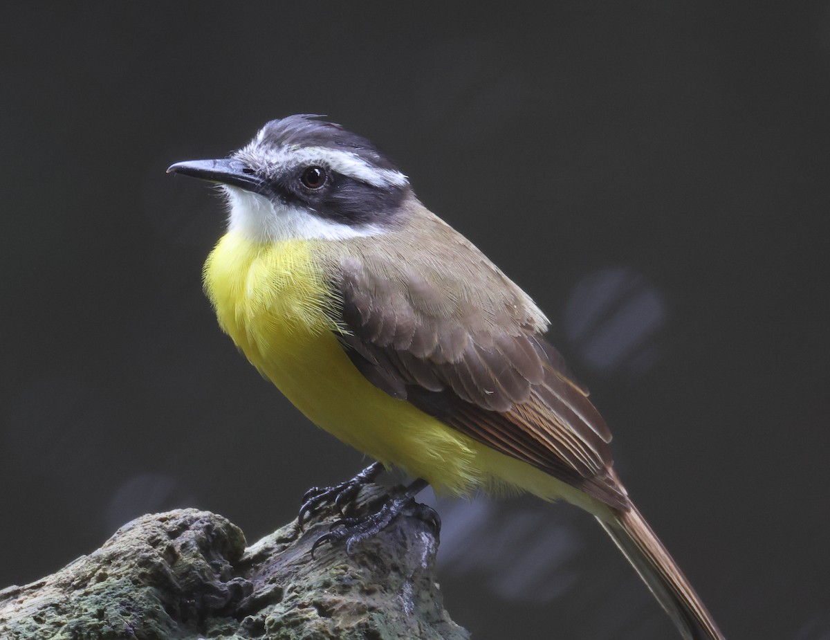 Lesser Kiskadee - ML632113834