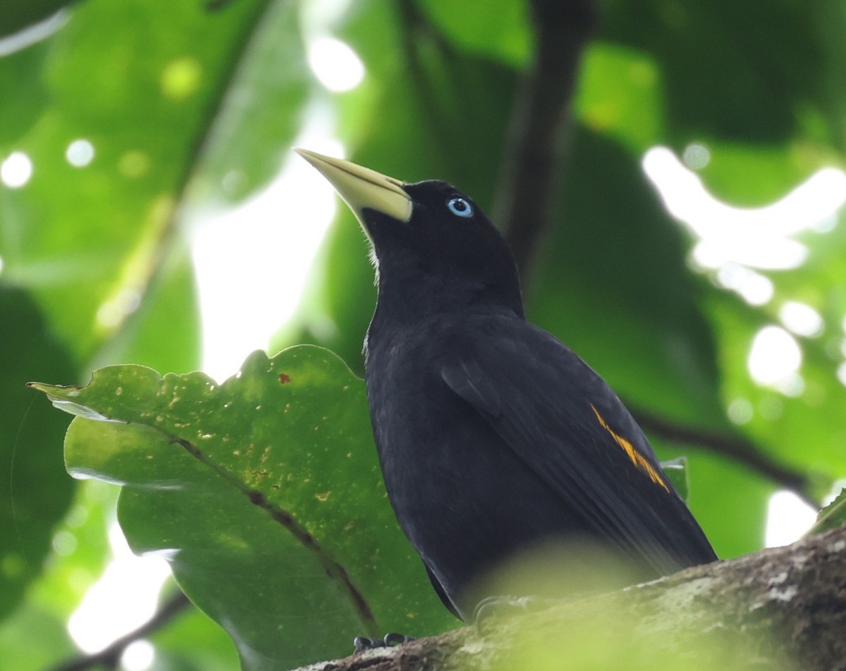 Yellow-rumped Cacique - ML632113854