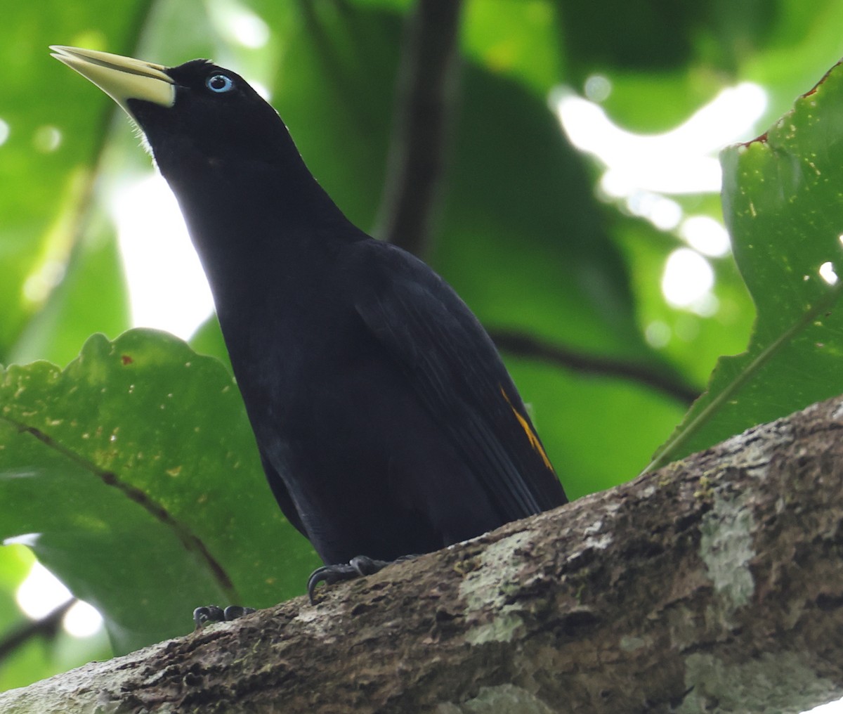 Yellow-rumped Cacique - ML632113855