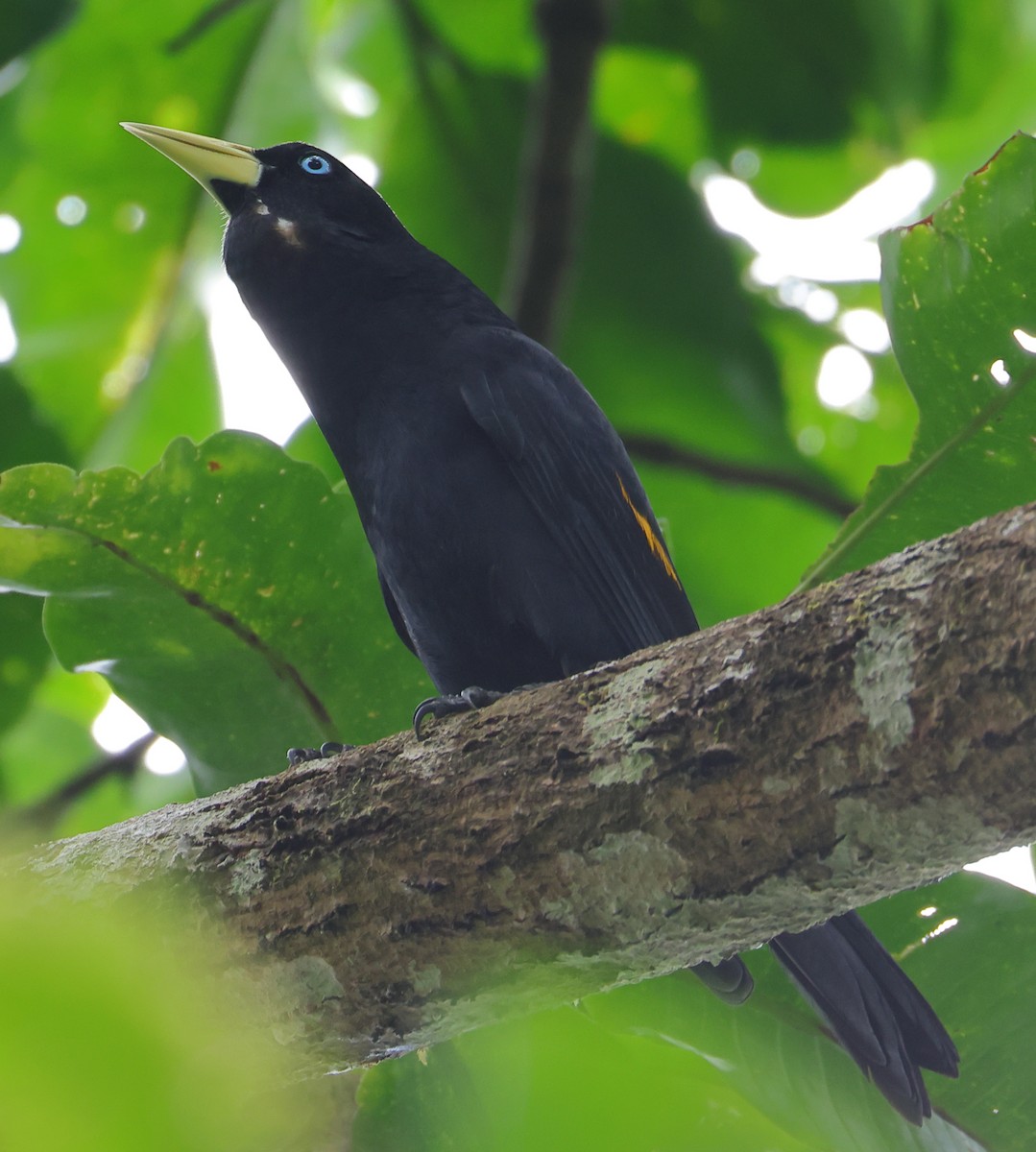 Yellow-rumped Cacique - ML632113856