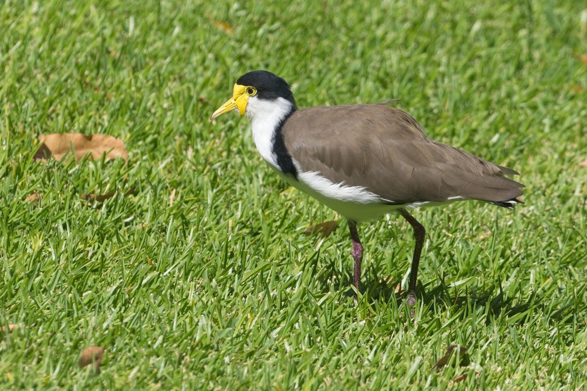 Masked Lapwing (Black-shouldered) - ML632113913