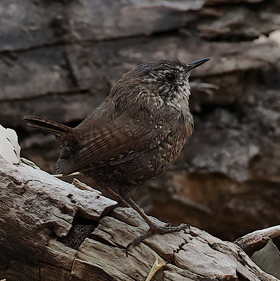 Winter Wren - ML632114058