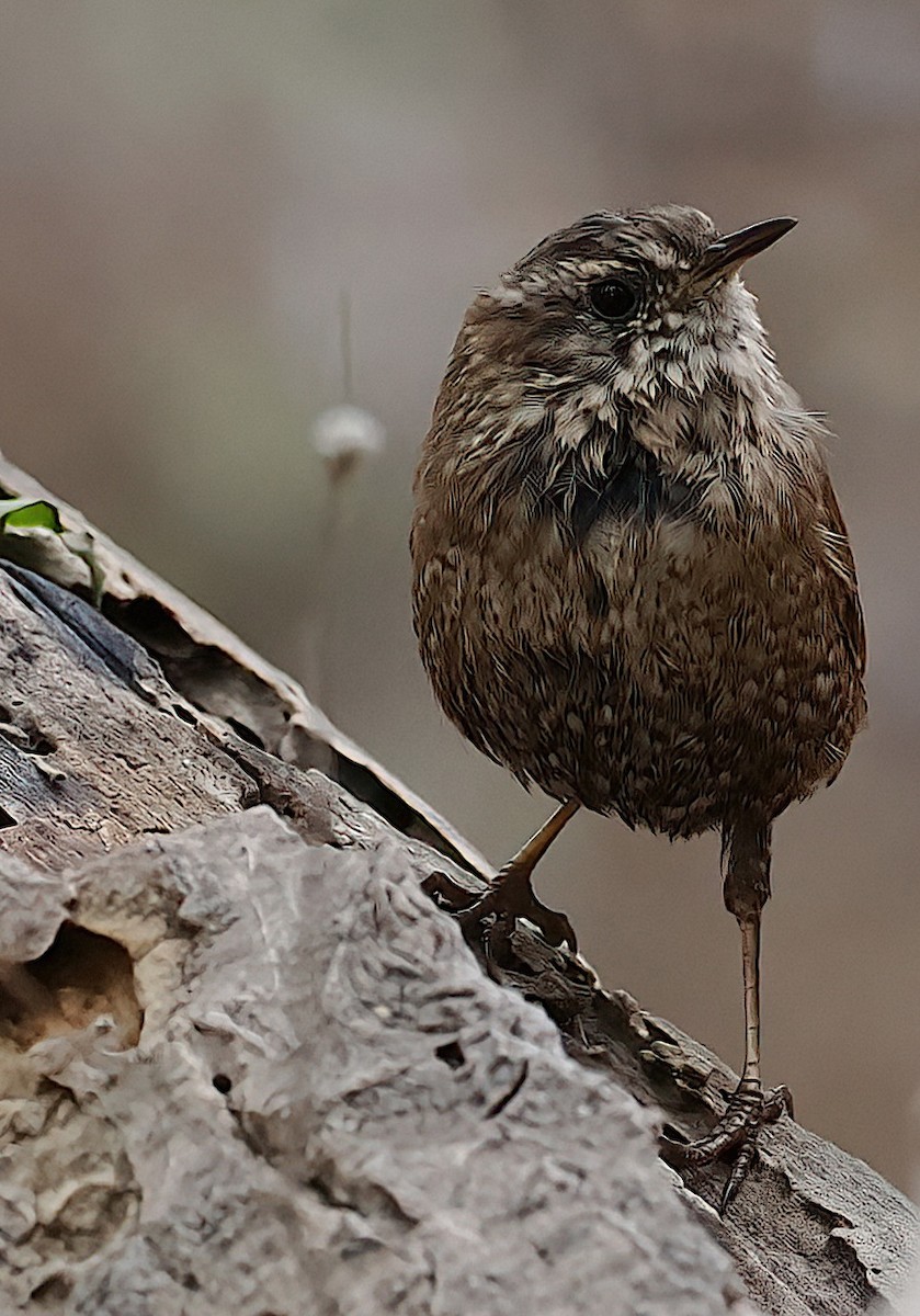Winter Wren - ML632114059