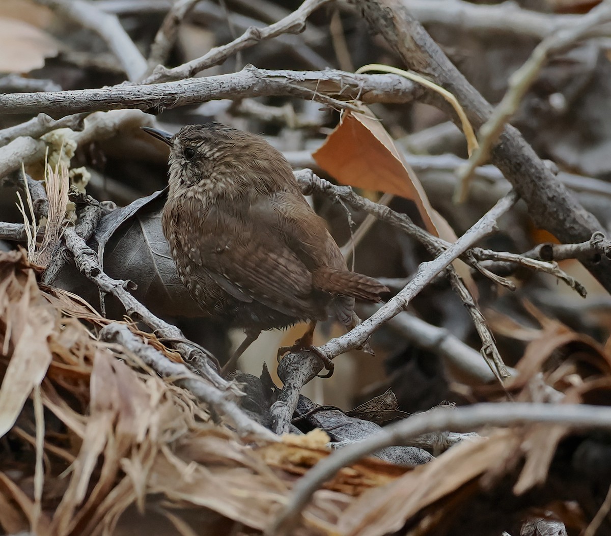 Winter Wren - ML632114060
