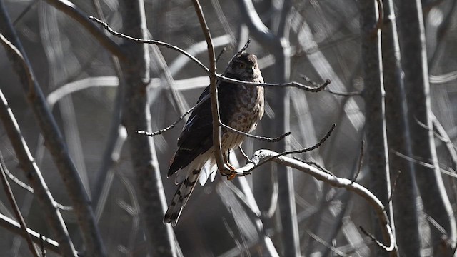 Sharp-shinned Hawk - ML632114071