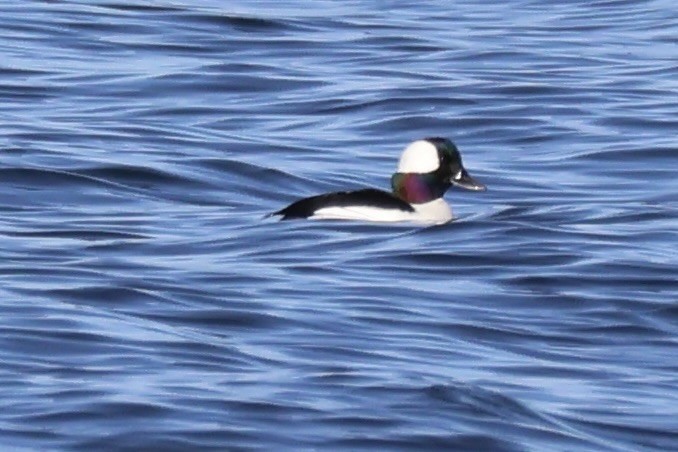 Bufflehead - ML632114090