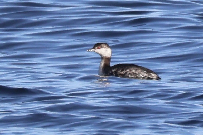 Horned Grebe - ML632114108