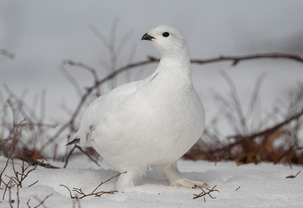 Willow Ptarmigan - ML632114113