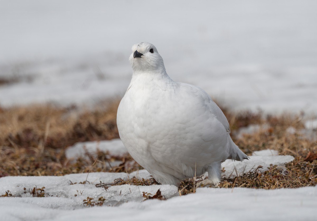 Willow Ptarmigan - ML632114116