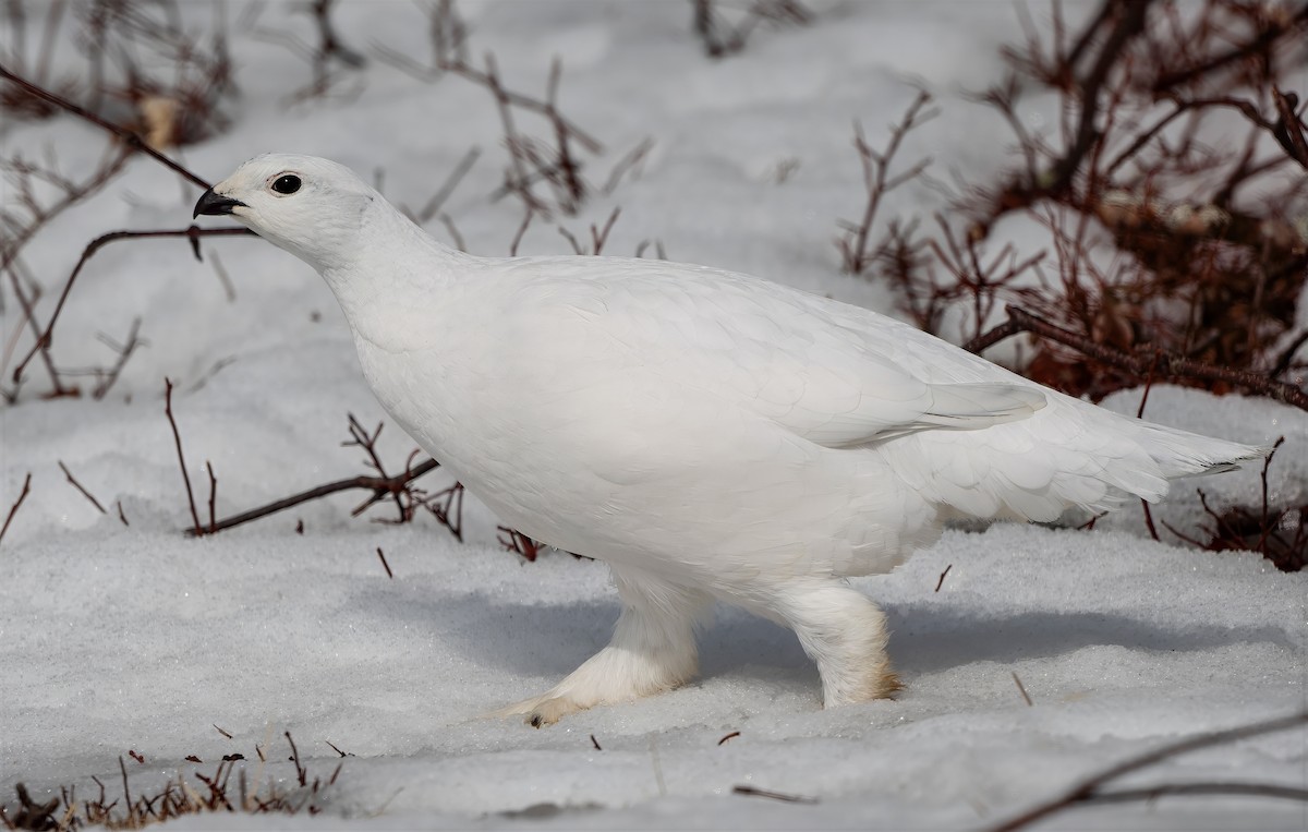 Willow Ptarmigan - ML632114118