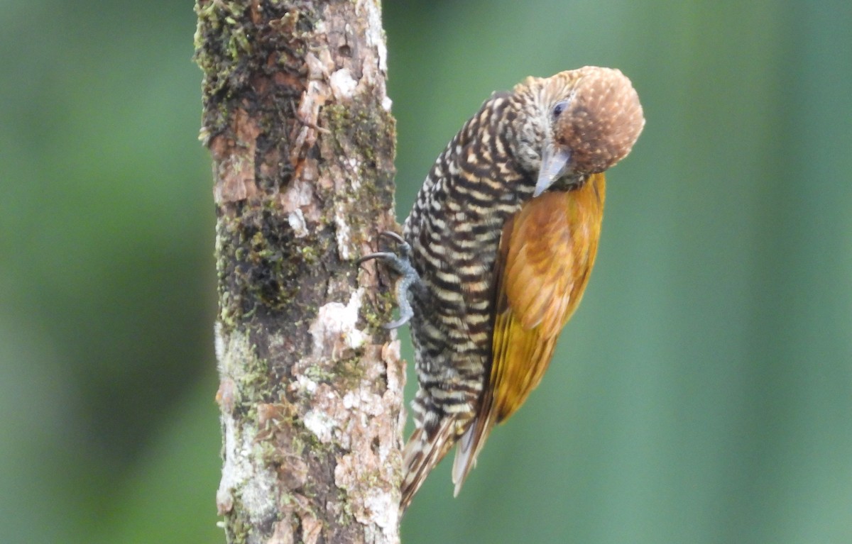 Choco Woodpecker - ML632114119