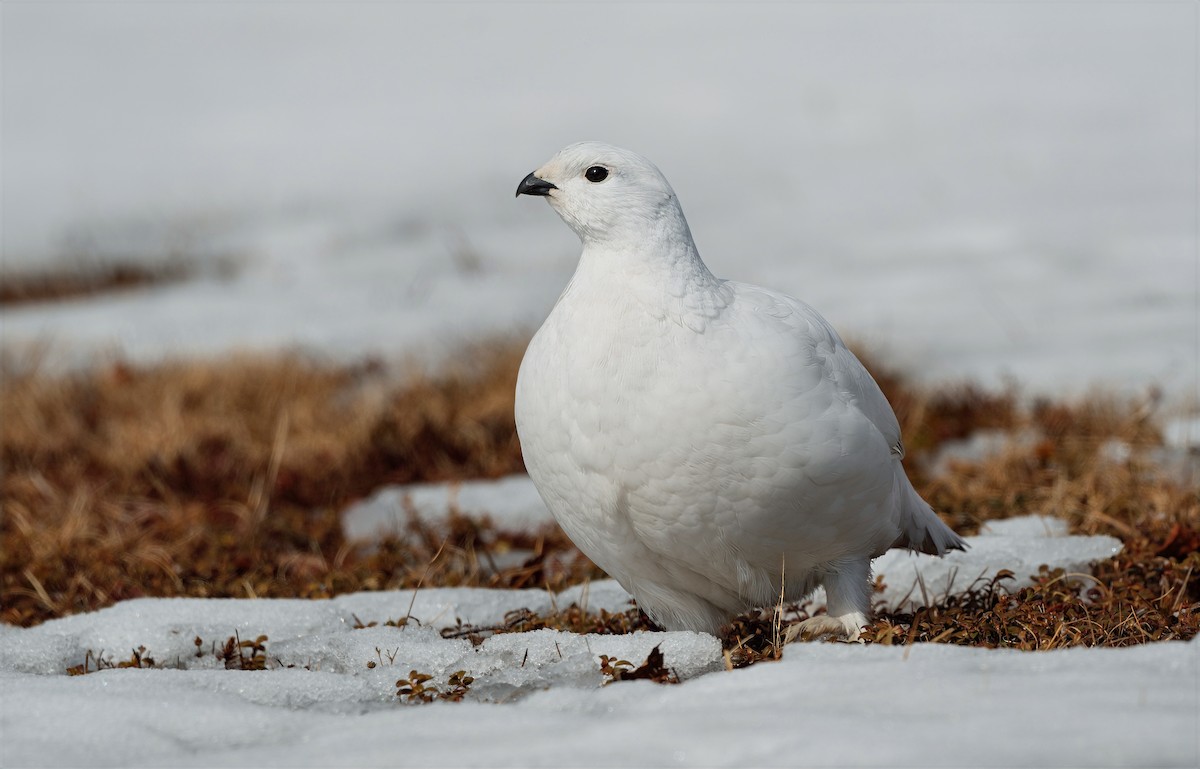 Willow Ptarmigan - ML632114128