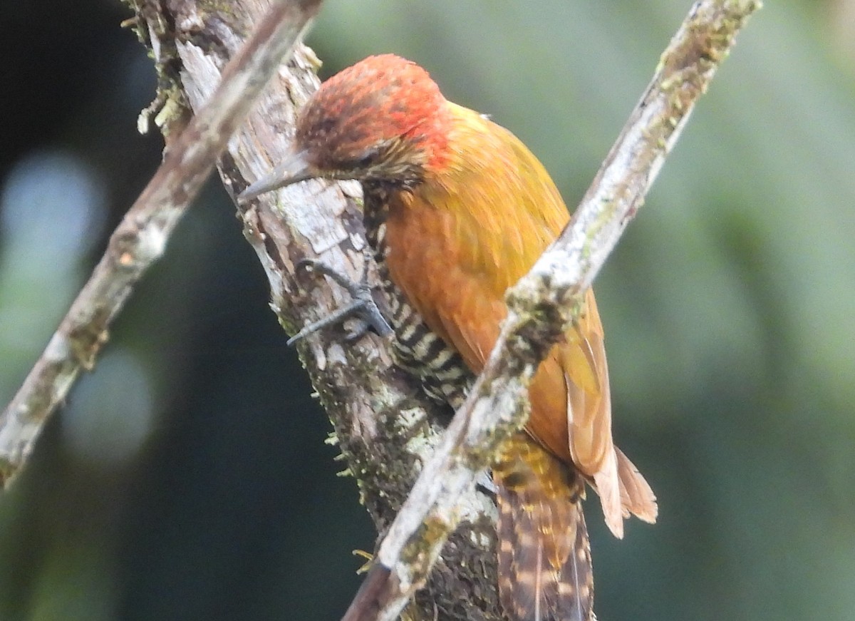 Choco Woodpecker - ML632114134