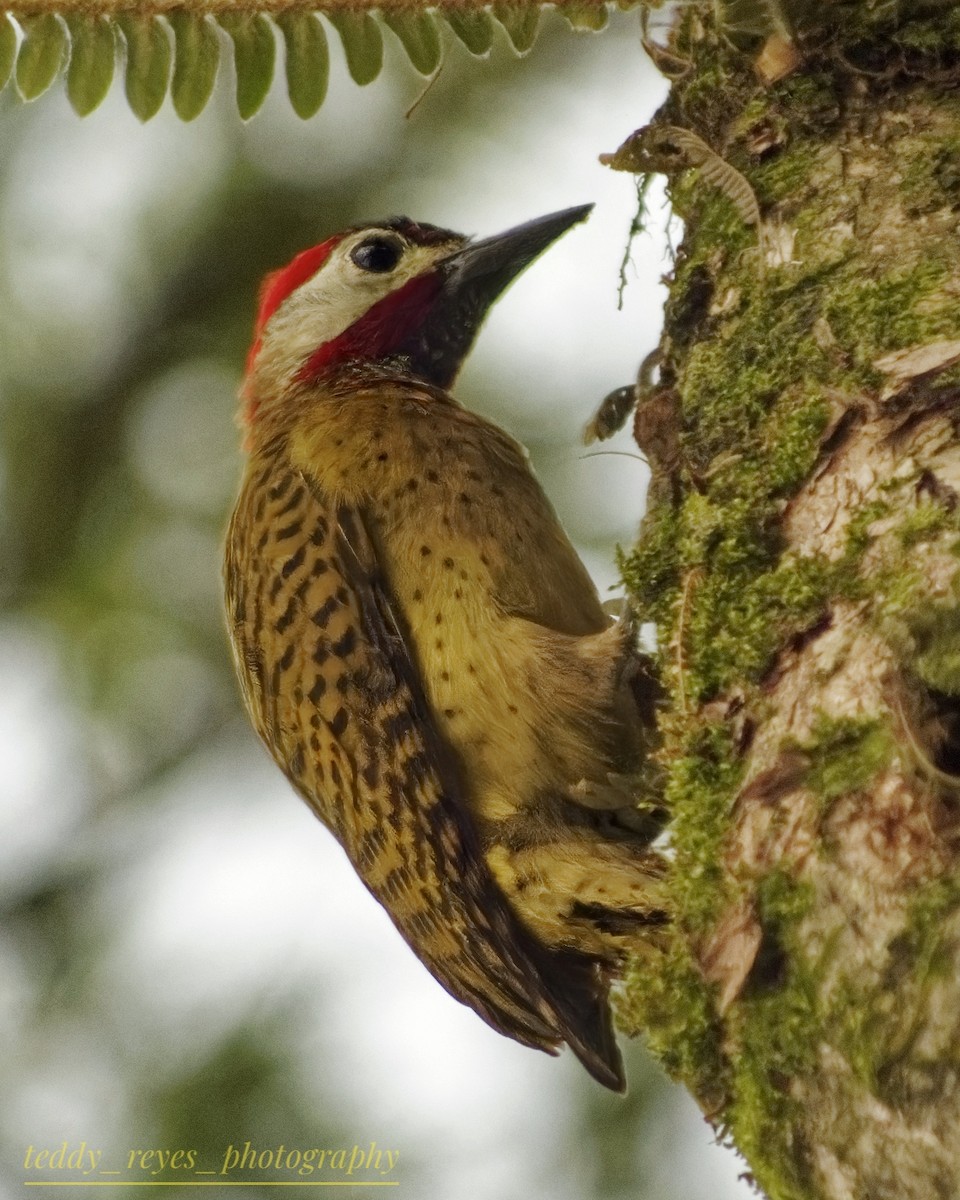 Spot-breasted Woodpecker - ML632114167