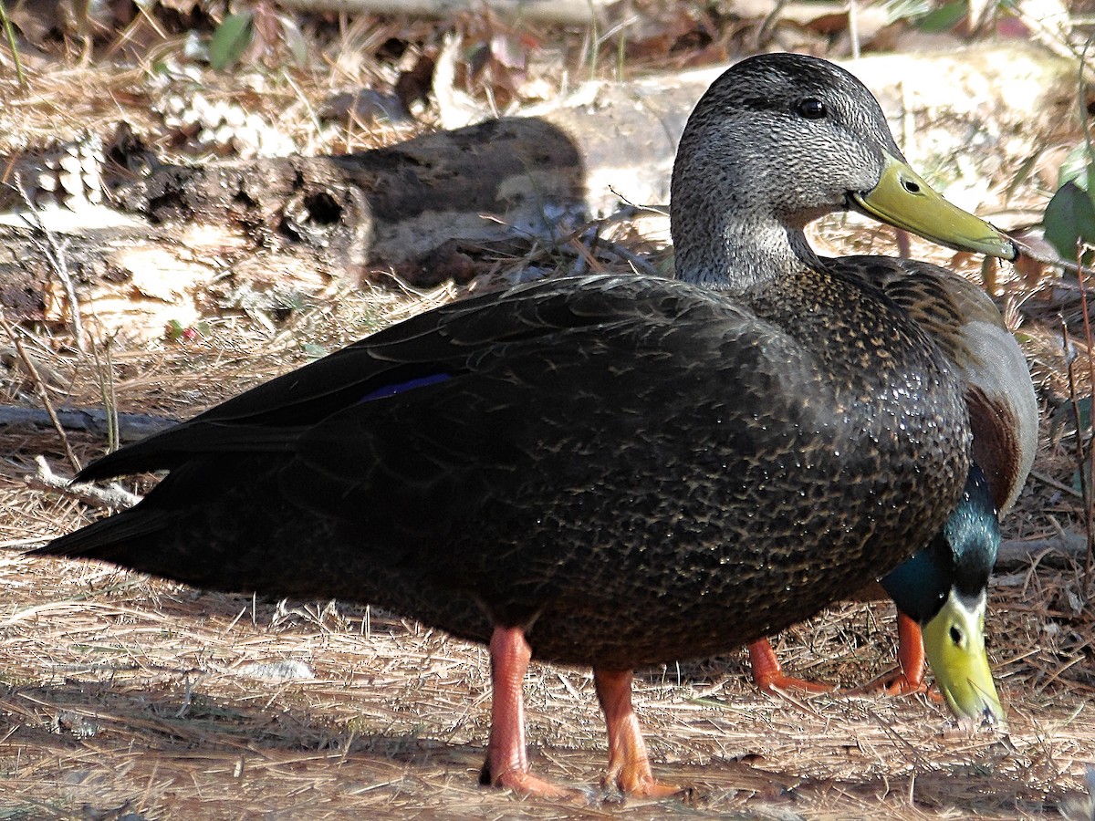American Black Duck - ML632114171