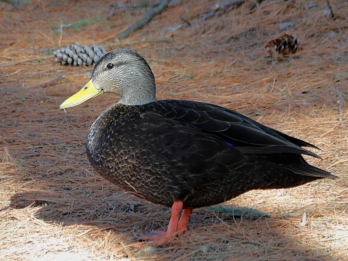 American Black Duck - ML632114179