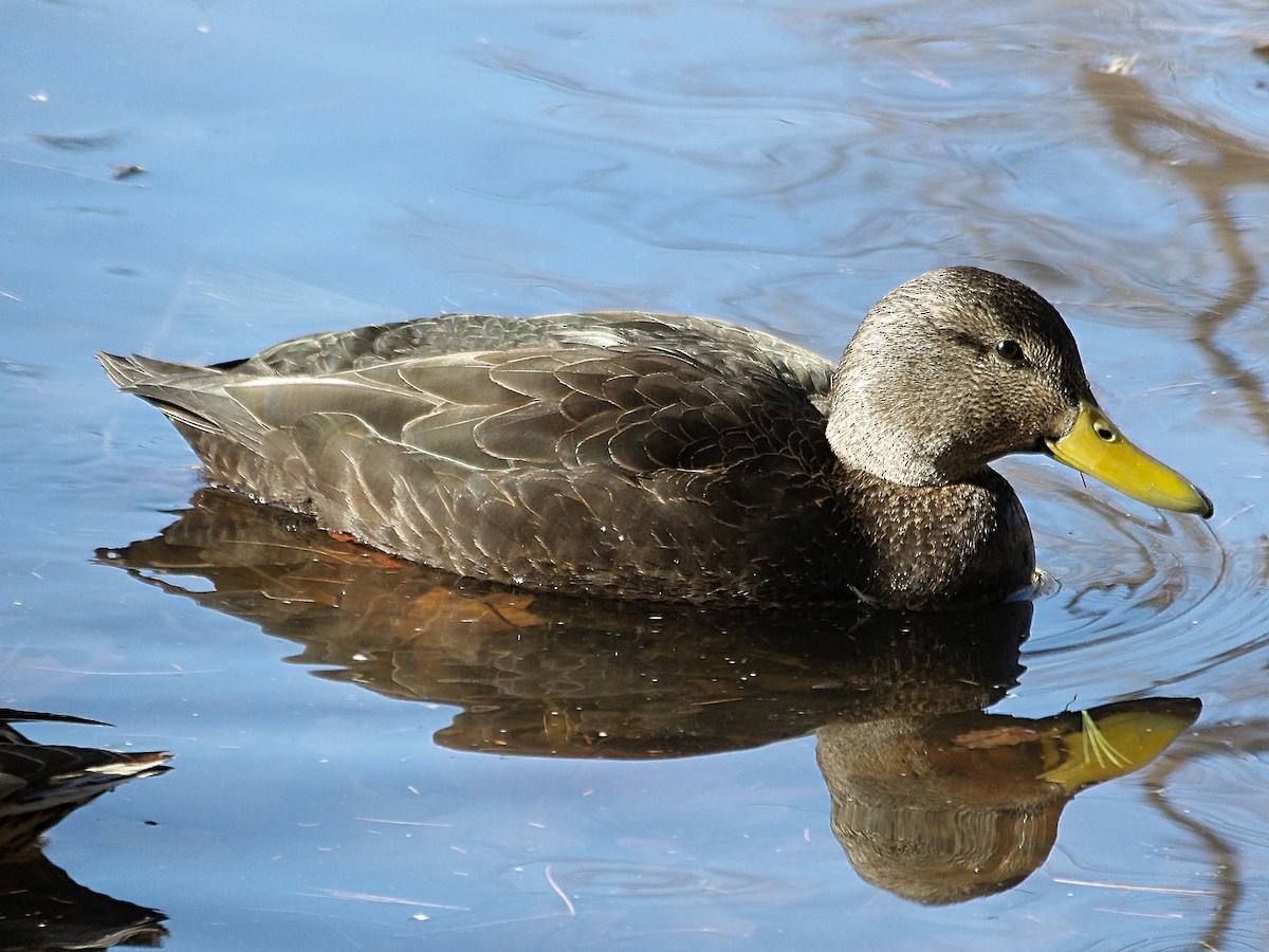 American Black Duck - ML632114251