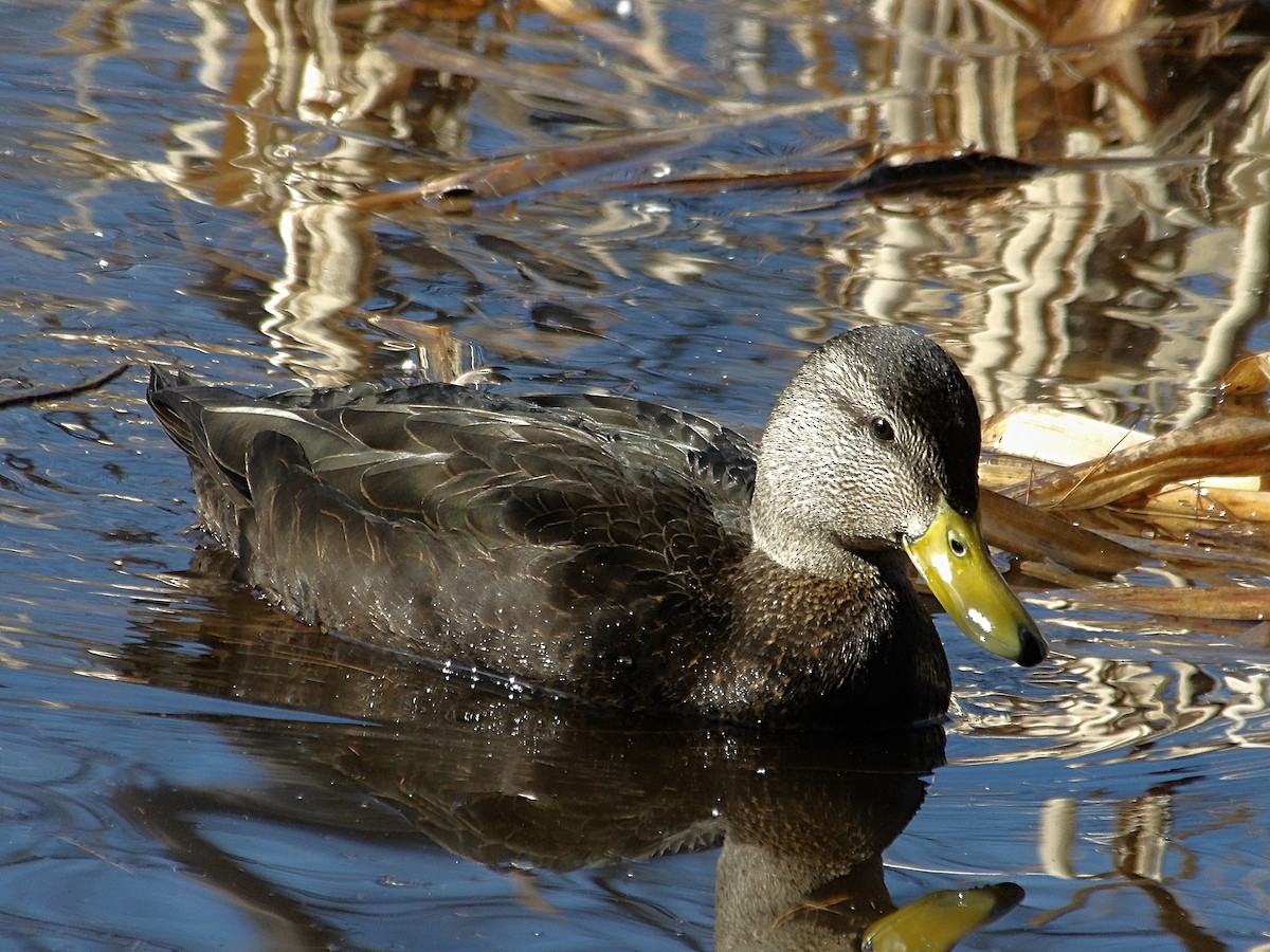 American Black Duck - ML632114278