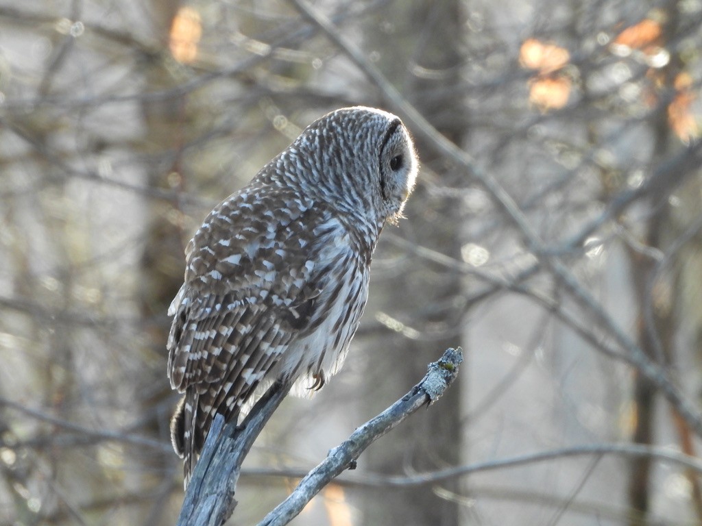 Barred Owl - ML632114374