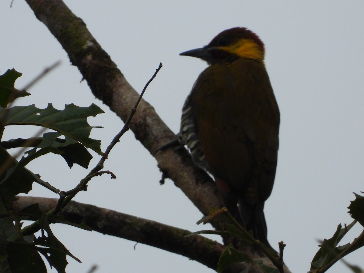 Lita Woodpecker - ML632114406