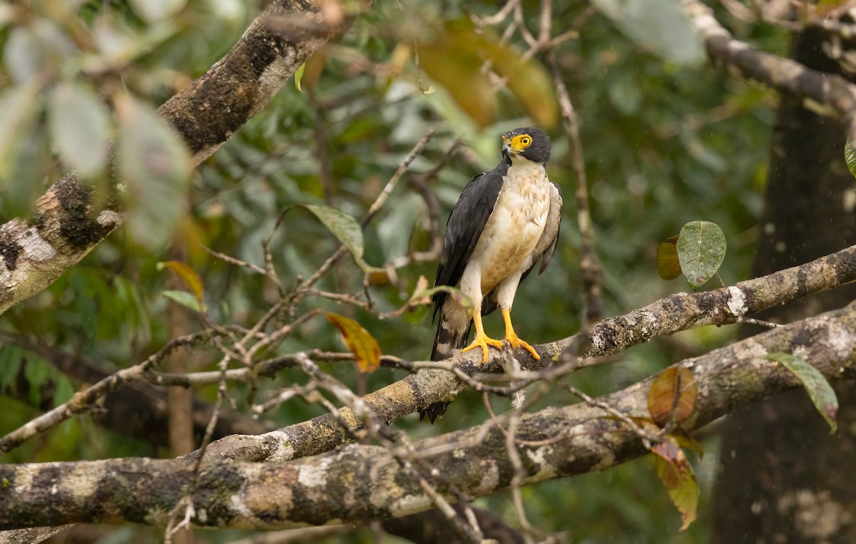 Gray-bellied Hawk - ML632114626