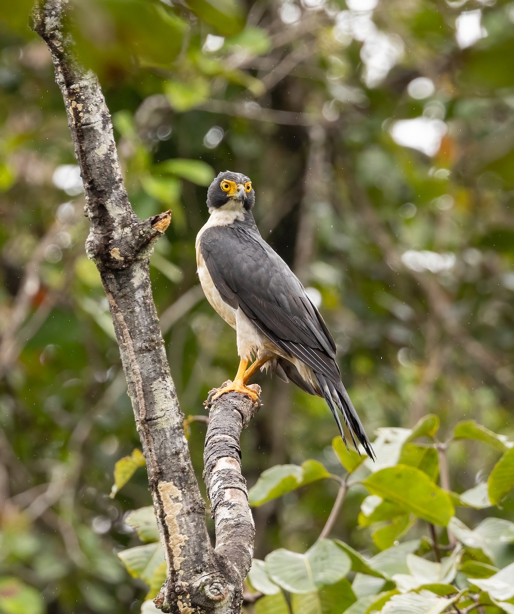 Gray-bellied Hawk - ML632114829