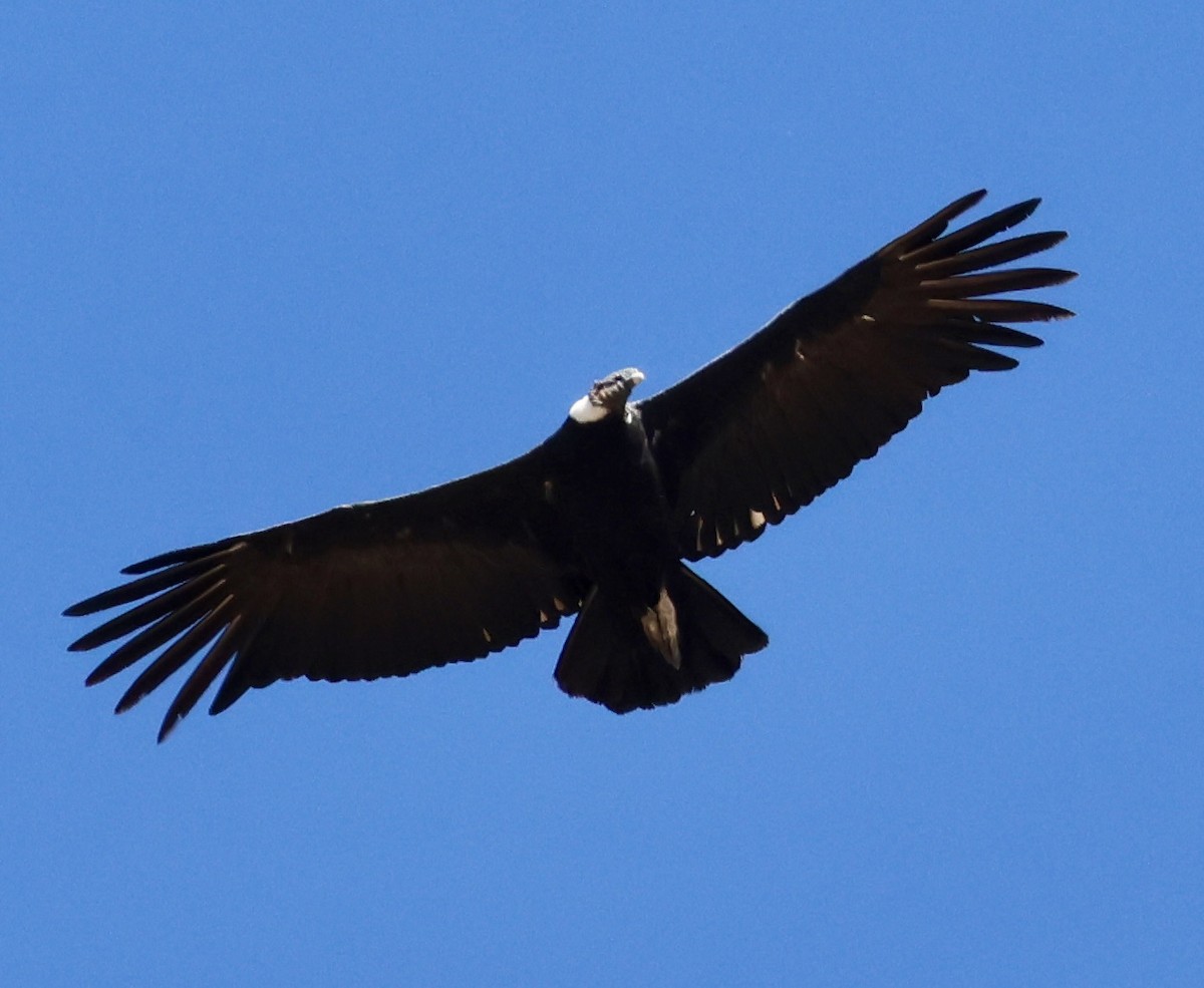 Condor des Andes - ML632114897