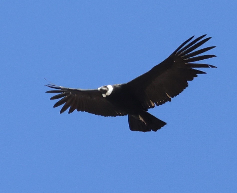 Condor des Andes - ML632114919