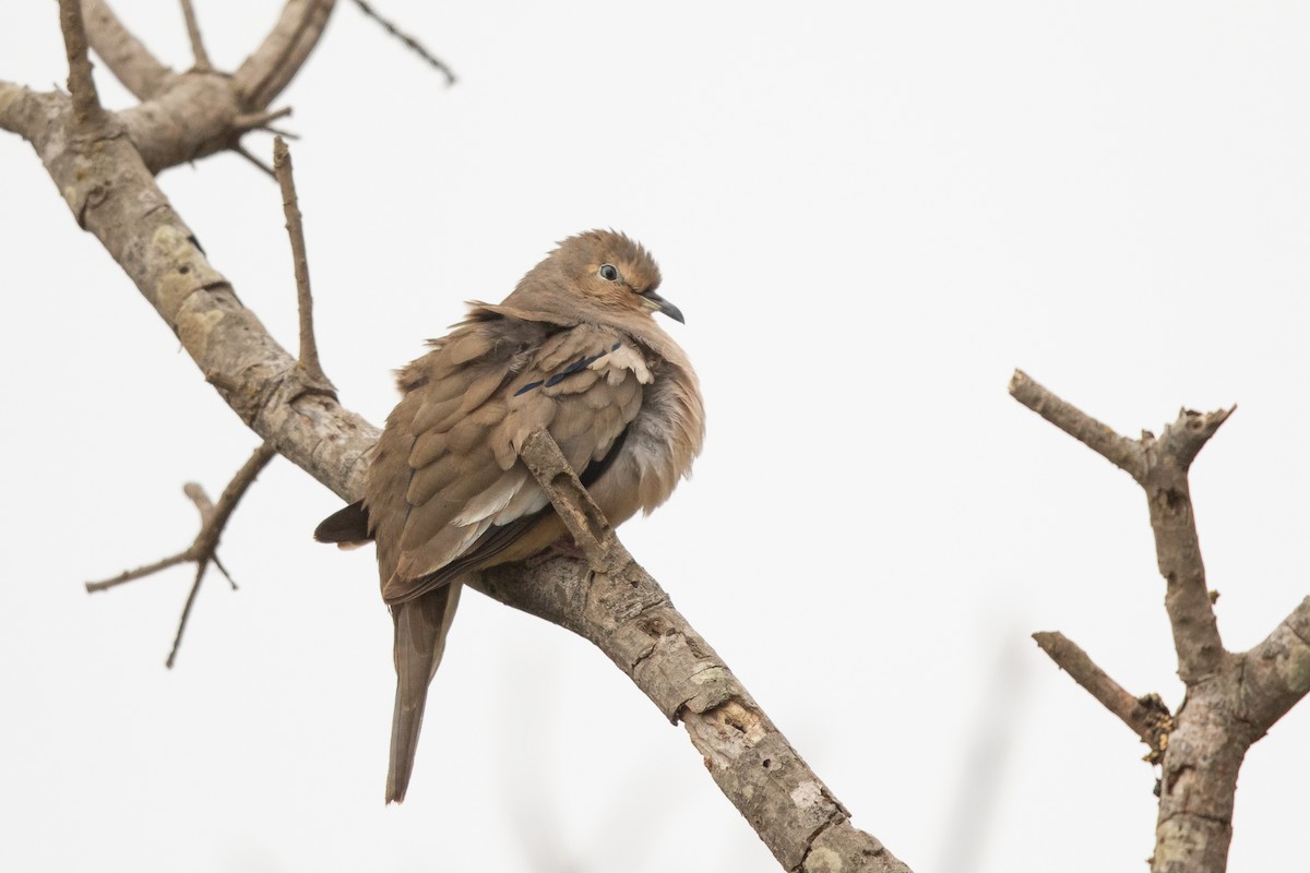 Picui Ground Dove - ML632115077
