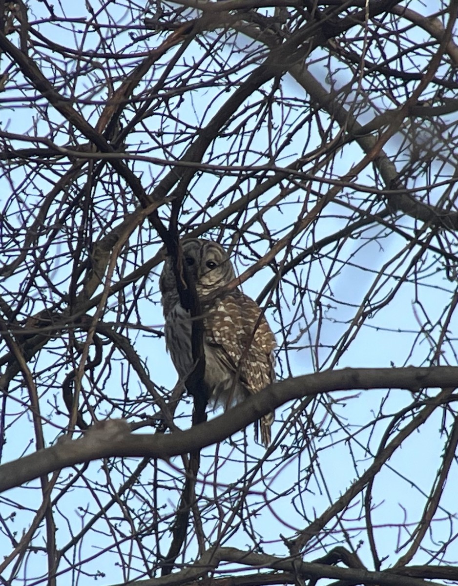 Barred Owl - ML632115078