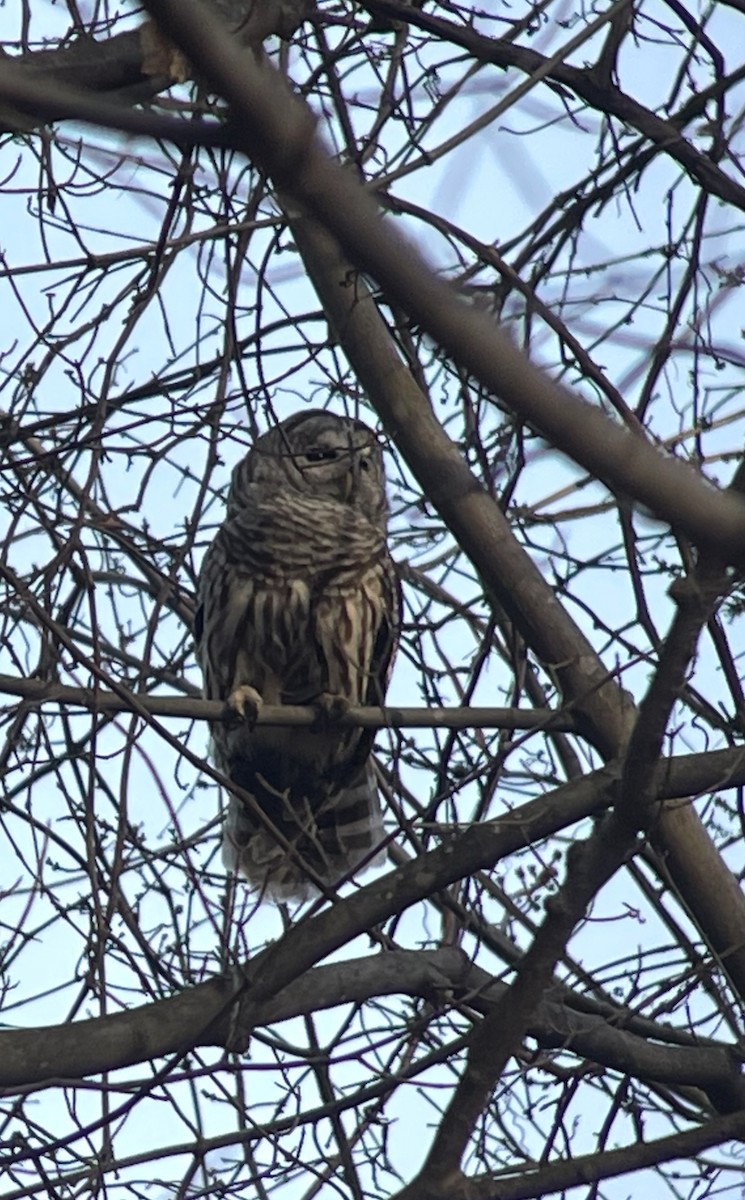 Barred Owl - ML632115080