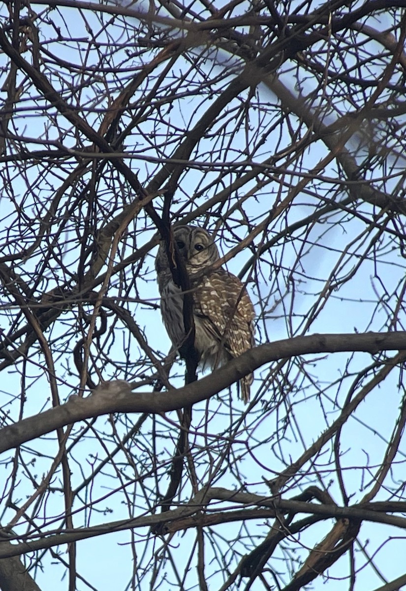 Barred Owl - ML632115081