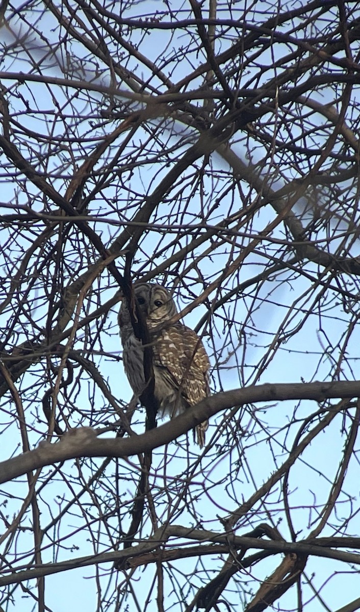 Barred Owl - ML632115082