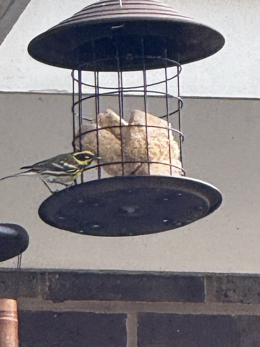 Townsend's Warbler - ML632115093