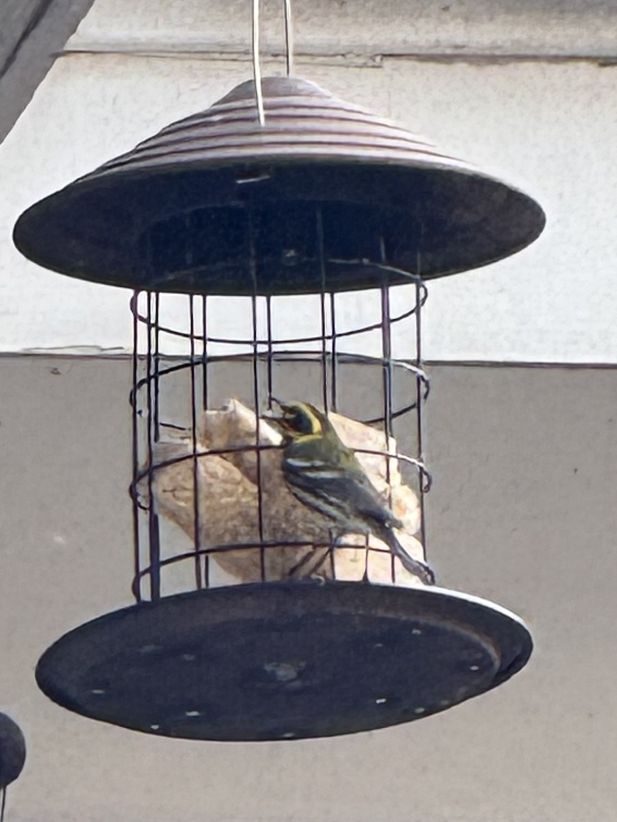 Townsend's Warbler - ML632115094