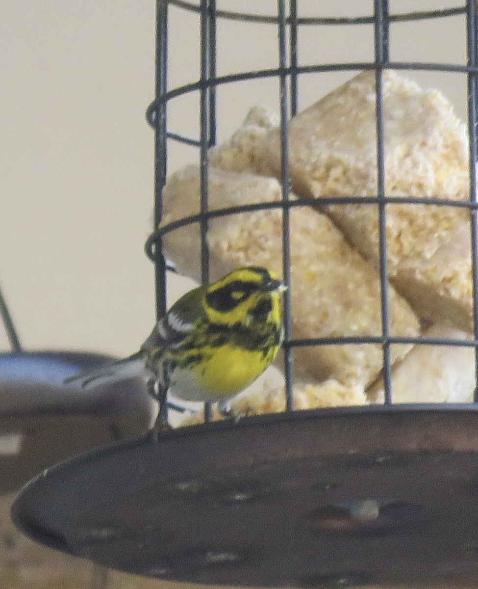 Townsend's Warbler - ML632115095