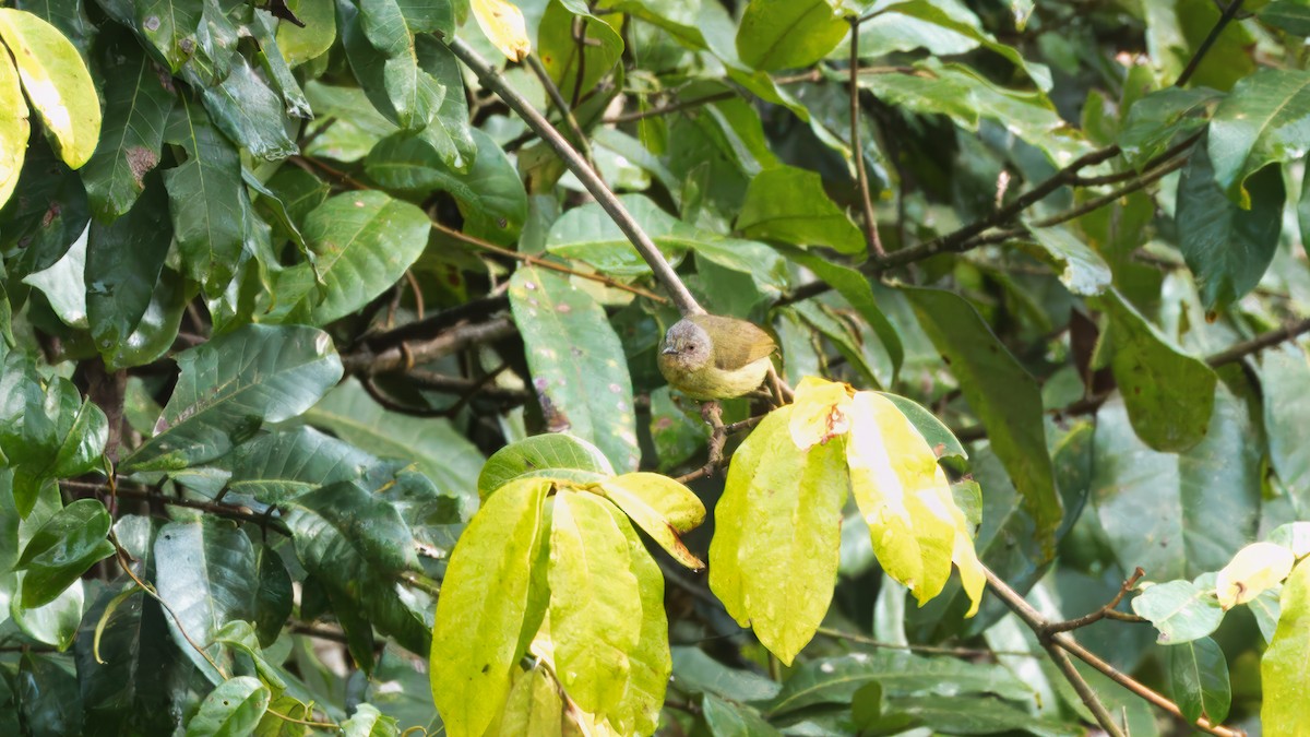 Lemon-bellied Crombec - ML632115178