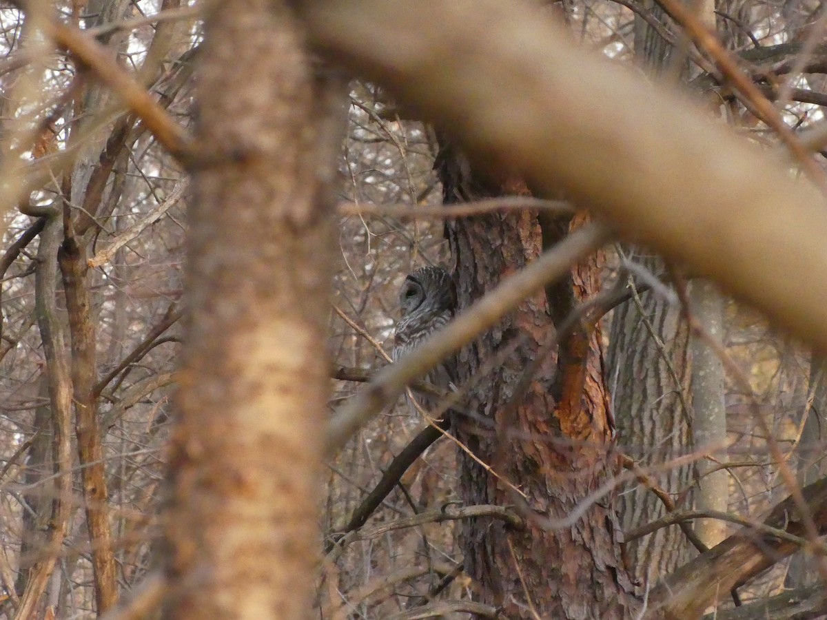 Barred Owl - ML632115247