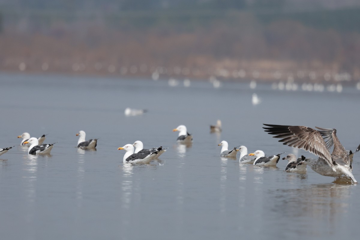 Lesser Black-backed Gull - ML632115359