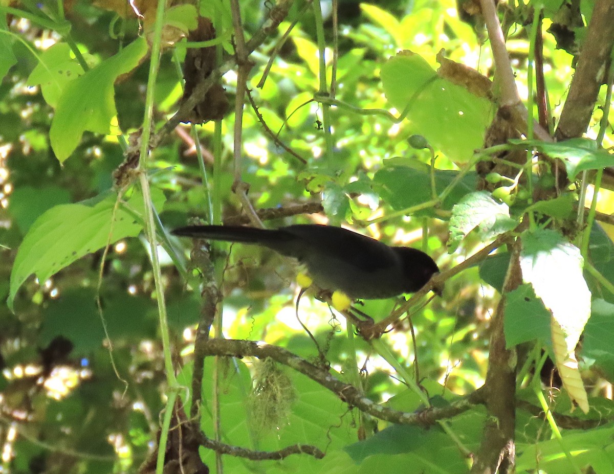 Yellow-thighed Brushfinch - ML632115372
