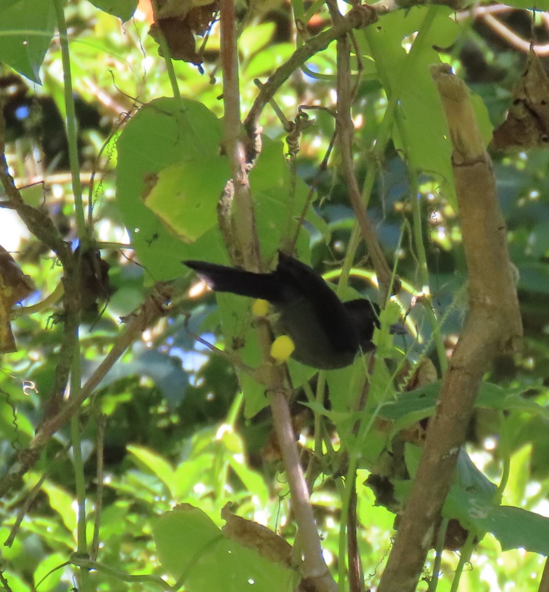 Yellow-thighed Brushfinch - ML632115375