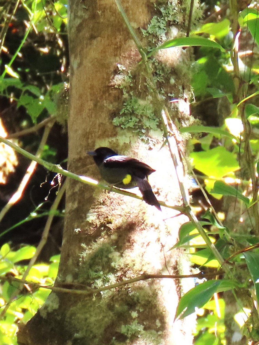 Yellow-thighed Brushfinch - ML632115377