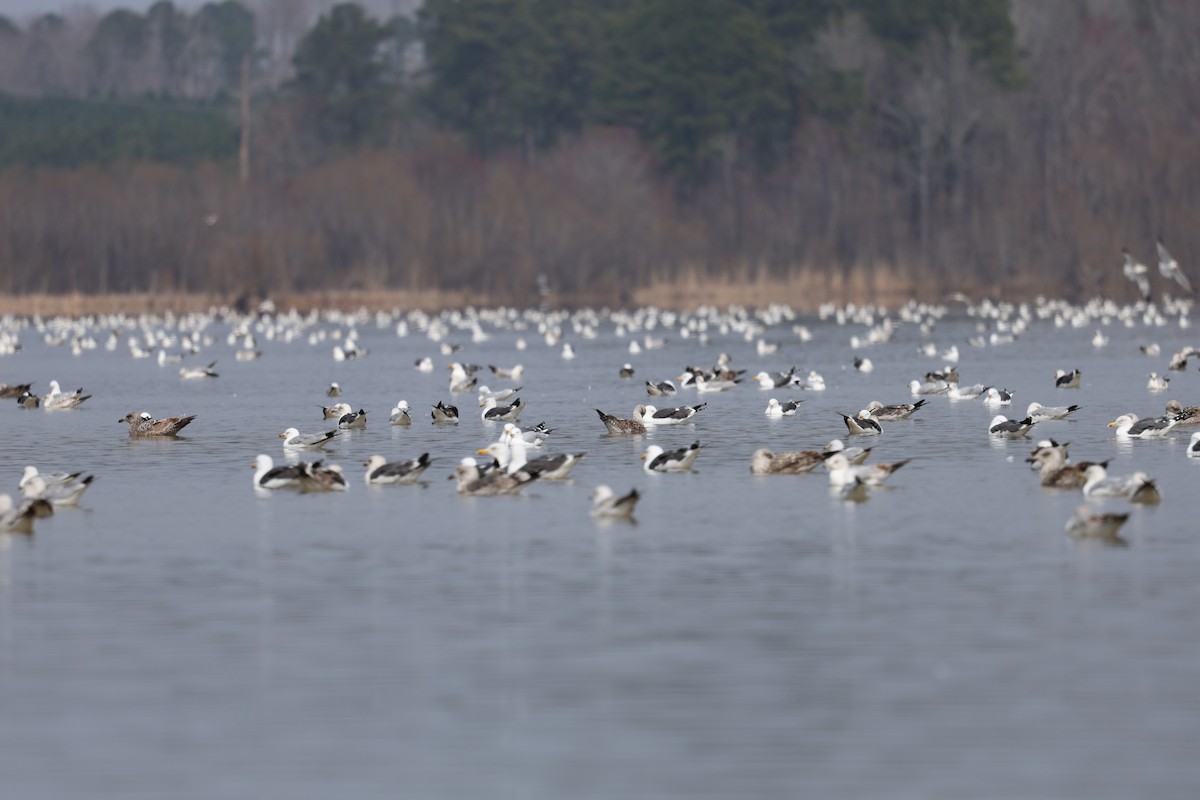 Lesser Black-backed Gull - ML632115476