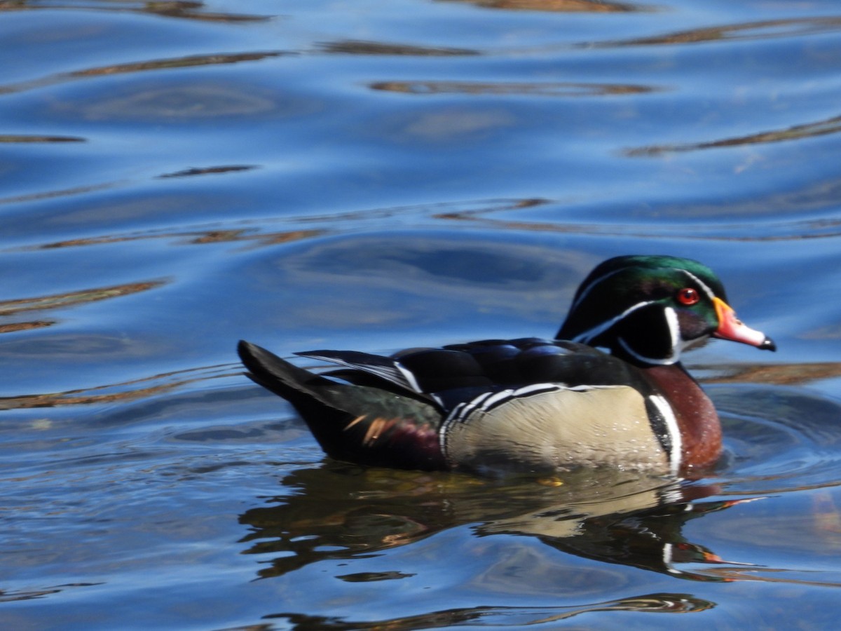 Wood Duck - ML632115480