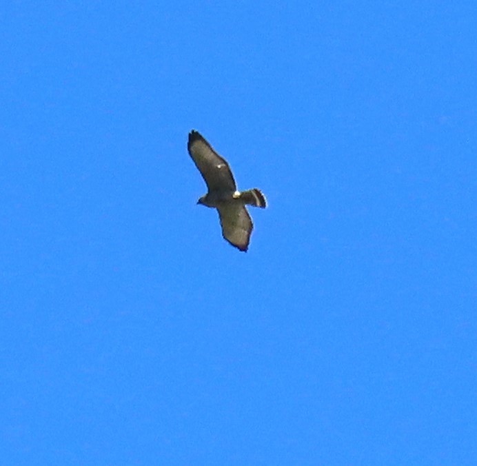 Broad-winged Hawk - ML632115496
